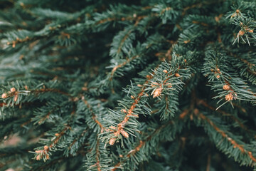 Naklejka na ściany i meble Natural Christmas trees in a farm market. Close-up on a pine branch. Selective focus, copy space