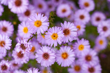 Fototapeta premium Lila Blüten einer Blume