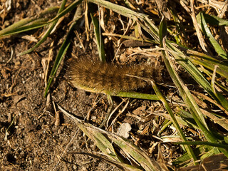 Fluffy caterpillar climbs the road