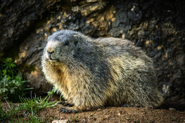 Naklejka na ściany i meble groundhog, marmot, mammal, austian alps, ramsau, austria