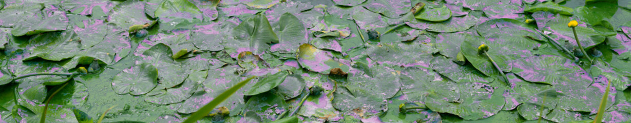 Dirty water in a city reservoir. Blooming algae and industrial waste water. Dirty water in the city river