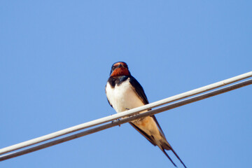 The barn swallow (Hirundo rustica) is the most widespread species of swallow in the world. is the national bird of Austria and Estonia.