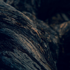 Close-Up Shot of a Tree Trunk Abstract  Background