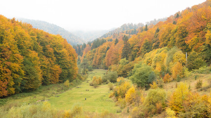 Naklejka premium Meadow in early autumn forest