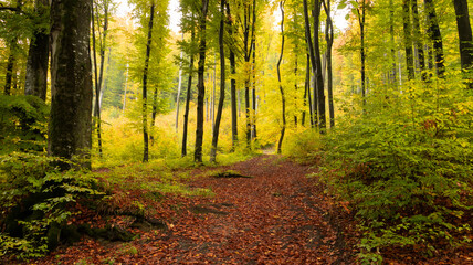 Fototapeta premium Early autumn forest path