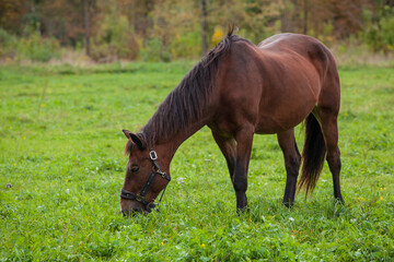 A graceful young brown horse grazes in the meadow. In the background, yellowing autumn trees. Side...