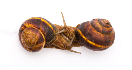 Snails on white background communication concept parent and child or student and teacher student and lecturer