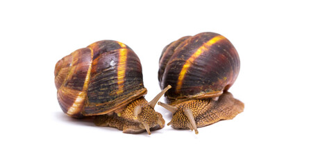Snails on white background communication concept parent and child or student and teacher student and lecturer