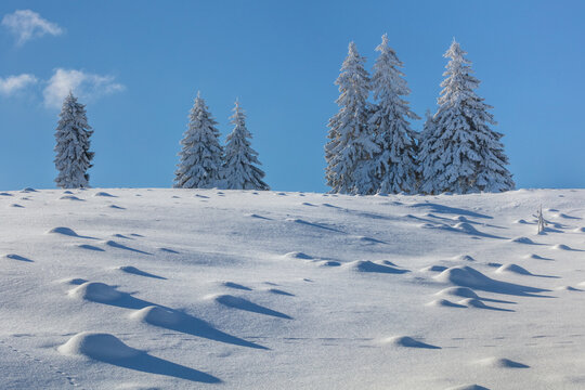 firs in winter