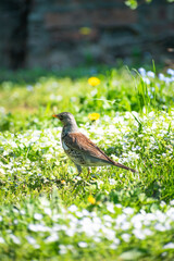 little bird in the grass