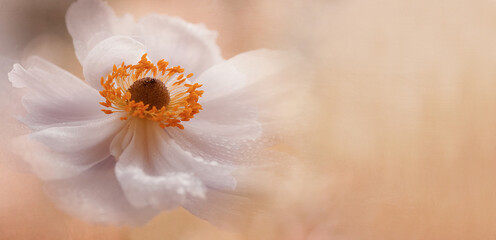 Kwiat Anemone panorama - obrazy, fototapety, plakaty