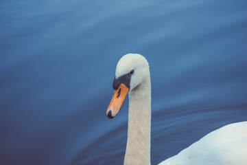 beautiful white swan floating on the lake