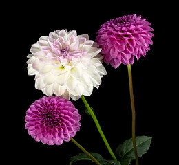 Bouquet of dahlia flowers isolated on black background. Beautiful colorful arrangement dahlia...
