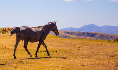 Horses gallop over mountains and hills. A herd of horses grazes in the autumn meadow. Livestock concept, with place for text.