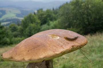 A large porcini mushroom with an opened cap against the backdrop of mountains and forest. A slug crawls along the surface of the mushroom cap.