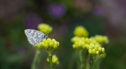 butterfly with white marble pattern for your yellow flowers, Melanargia russiae