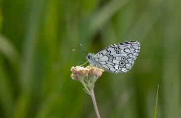 butterfly on flower with white marble pattern, Melanargia russiae