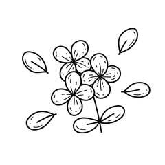 Vector hydrangea branch. Doodle hydrangea flowers.