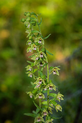 Flowers of Dune Helleborine (Epipactis dunensis), a rare wild orchid endemic generally of Northern English coasts and waste tips. Taken at a unique outcrop in the Midlands.