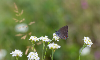 A dark brown butterfly on white flowers, Satyrium ilicis