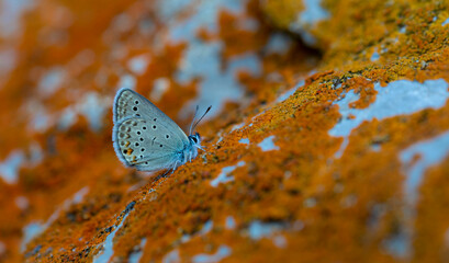 tiny butterfly on lichen stone, Turanana taygetic