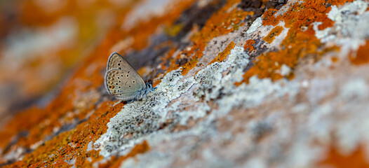 tiny butterfly on lichen stone, Turanana taygetic