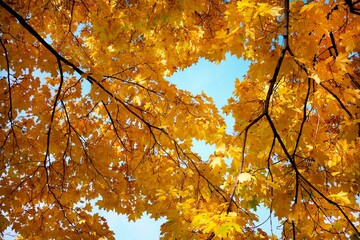 An autumn background with yellow maple leaves