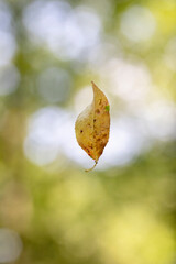Falling autumn leaf against a blurred green background