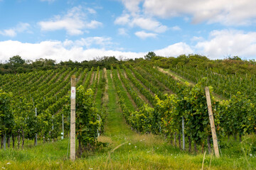 Fototapeta na wymiar grape field, south moravia, czech landscape, vine field ready for harvest, beautiful landscape, rows of grapes in the field