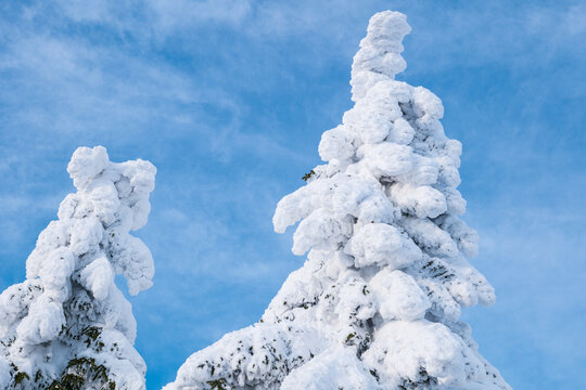 snowy trees in winter blue sky