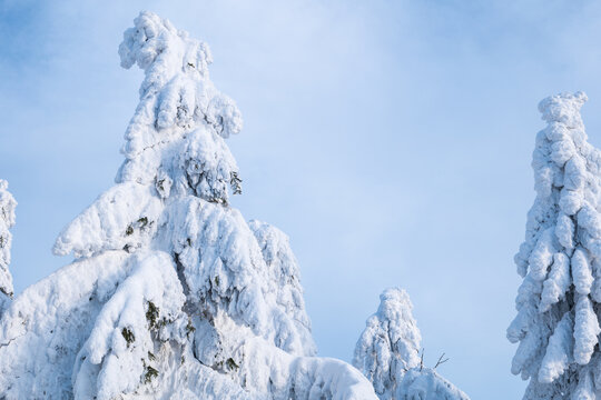 snowy trees in winter blue sky