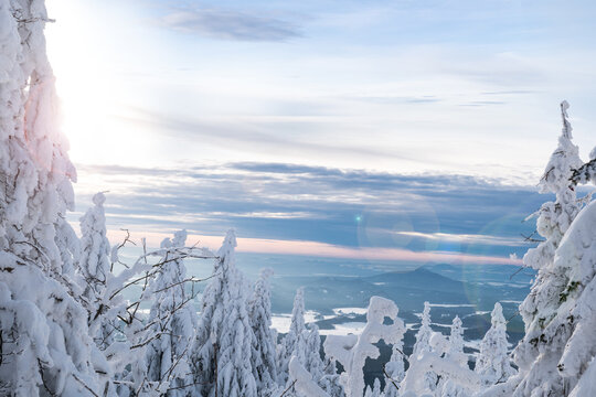 snowy trees in winter sunset