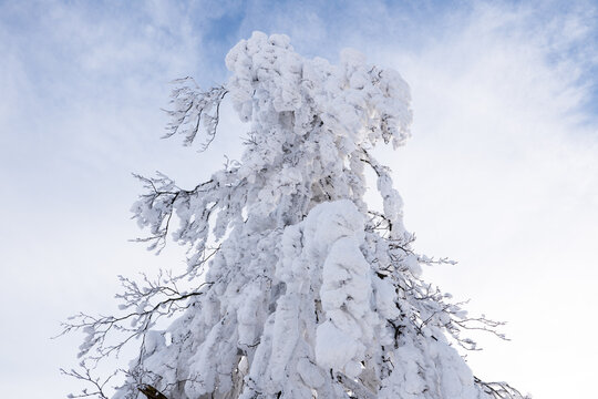 snowy trees in winter blue sky
