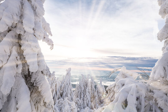 snowy trees in winter sunset
