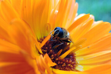 A close-up of a bee sitting on an orange pot marigold flower and cleaning its proboscis, blurred...