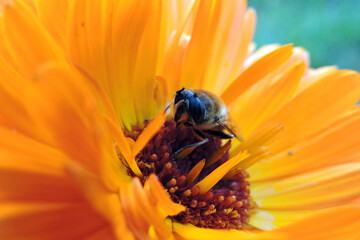 A close-up of a bee sitting on an orange pot marigold flower and cleaning its eyes, blurred green background
