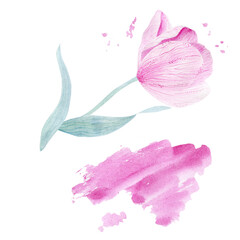 Fototapeta na wymiar Delicate pink tulip. Flower petals. Watercolor illustration for congratulations, invitations, perfumery products.