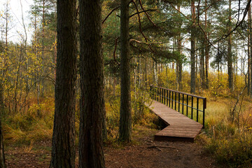 eco trail in the forest in autumn with pine