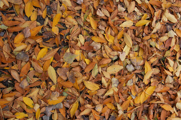 background of autumn leaves on the grass. There are yellow maple leaves on the grass. background for blog and article. Autumn leaves on the ground. 