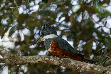 The ringed kingfisher (Megaceryle torquata)