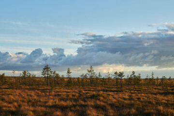 swamp in autumn with yellow grass green pine and blue sky