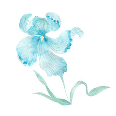 Blue iris flower. Watercolor illustration.