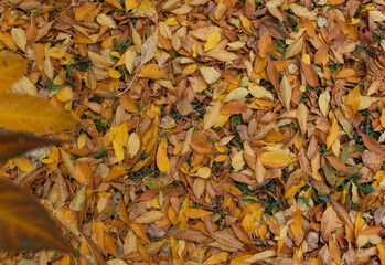 background of autumn leaves on the grass. There are yellow maple leaves on the grass. background for blog and article. Autumn leaves on the ground. 