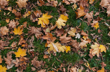 background of autumn leaves on green grass. There are yellow maple leaves on the grass. Autumn leaves on the ground. red, yellow foliage. background for bl