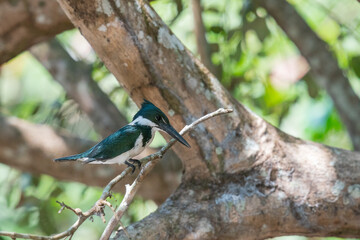 The Amazon kingfisher (Chloroceryle amazona) on a branch