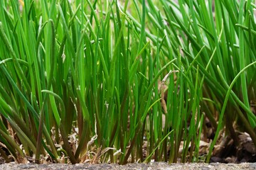 Forest of chives. Czechia. Europe.