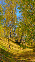 autumn in the forest