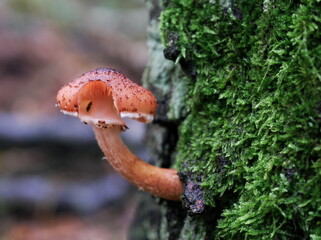 Solitary polyporus mushroom growing on tree trunk