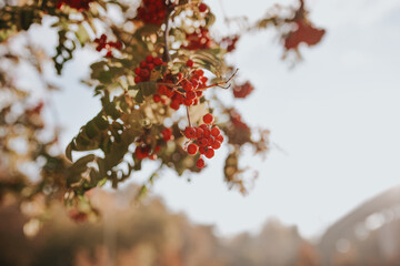 red rowan berries on a branch. Autumn landscape