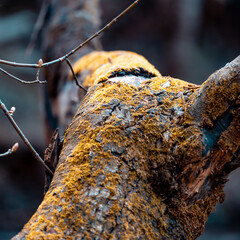 Abstract Close-Up Shot of Lichen and Moss on Trees Trunk and Branches  © Photo-Bazaar
